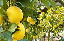 瀬戸内海のレモン畑から伝えたい「美味しいレモン」
