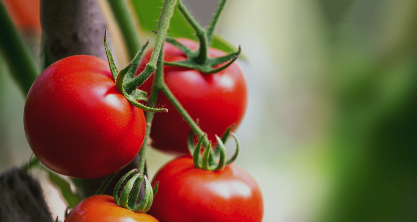 Recipe トマト Tomato Hurom ヒューロム公式ホームページ